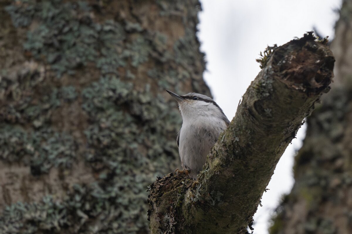 DP Wildlife Photography - Latvia - Eurasian nuthatch - J.jpg - Eurasian nuthatch - Gauja National Park