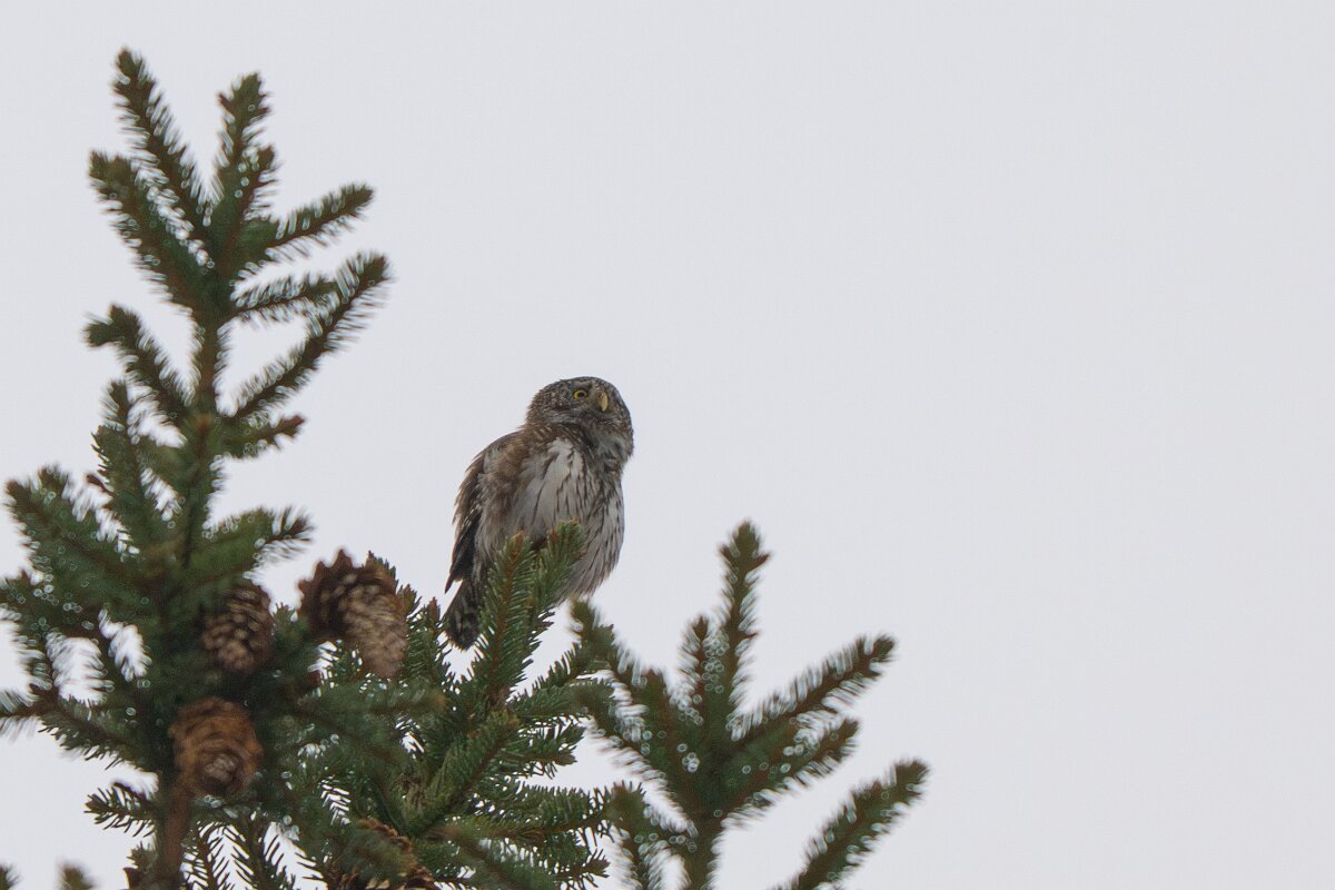 DP Wildlife Photography - Latvia - Eurasian pygmy owl - B.jpg - Eurasian pygmy owl - Gauja National Park