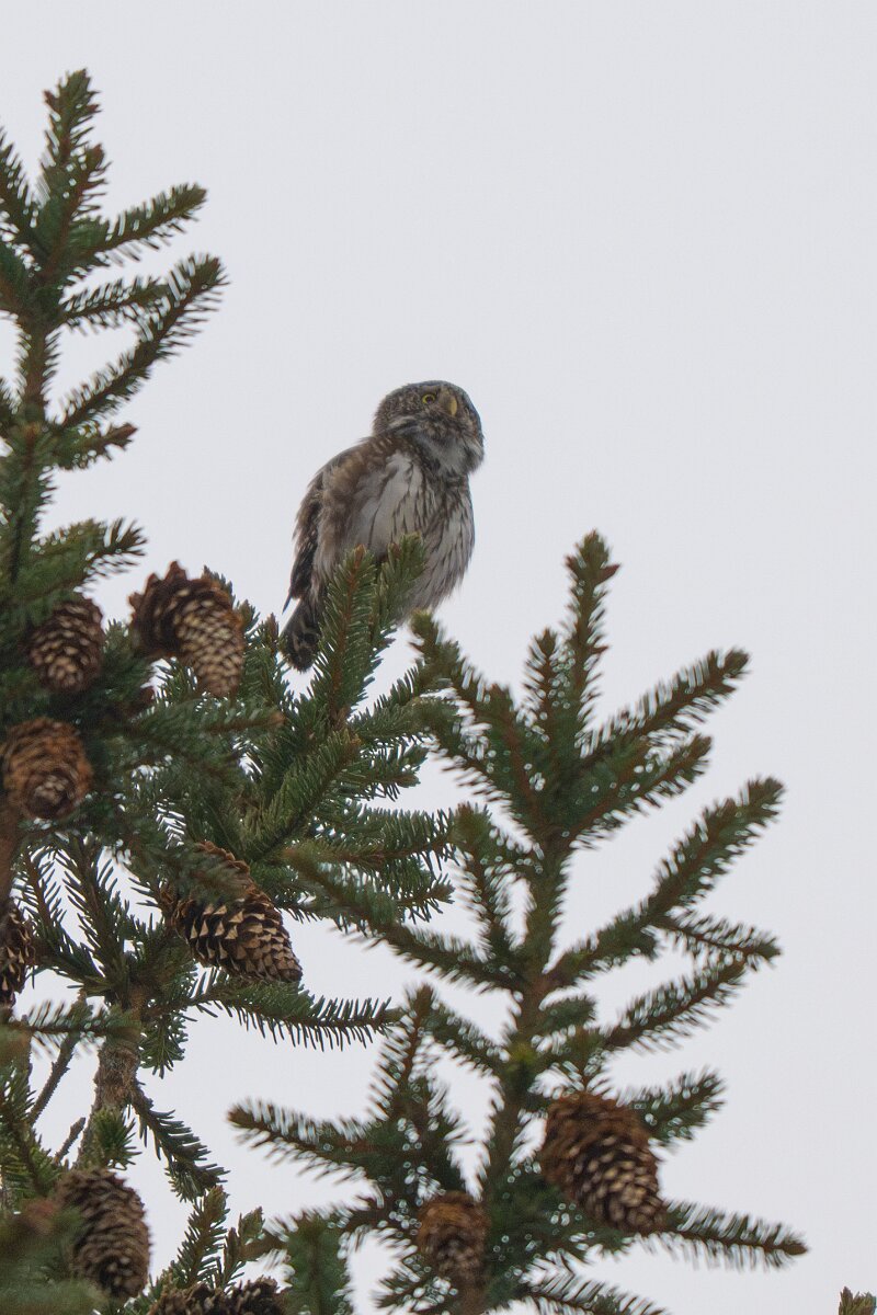 DP Wildlife Photography - Latvia - Eurasian pygmy owl - C.jpg - Eurasian pygmy owl - Gauja National Park