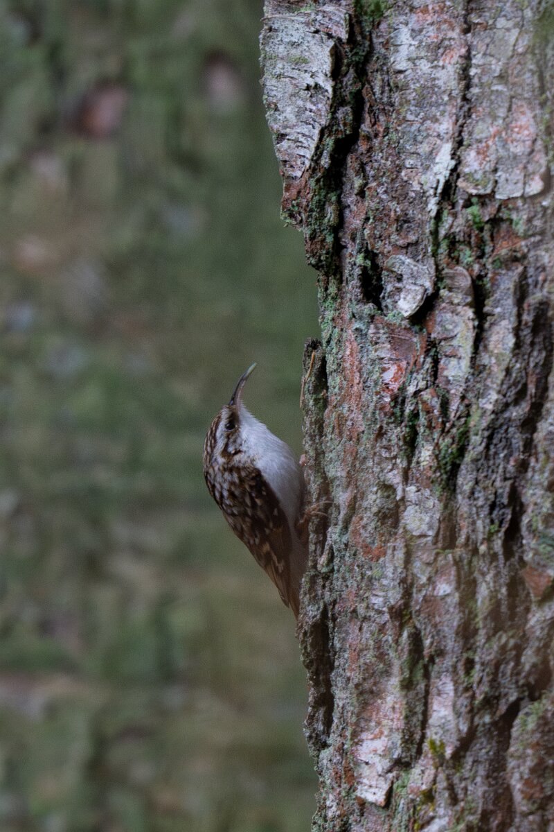 DP Wildlife Photography - Latvia - Eurasian treecreeper - A.jpg - Eurasian treecreeper - Gauja National Park