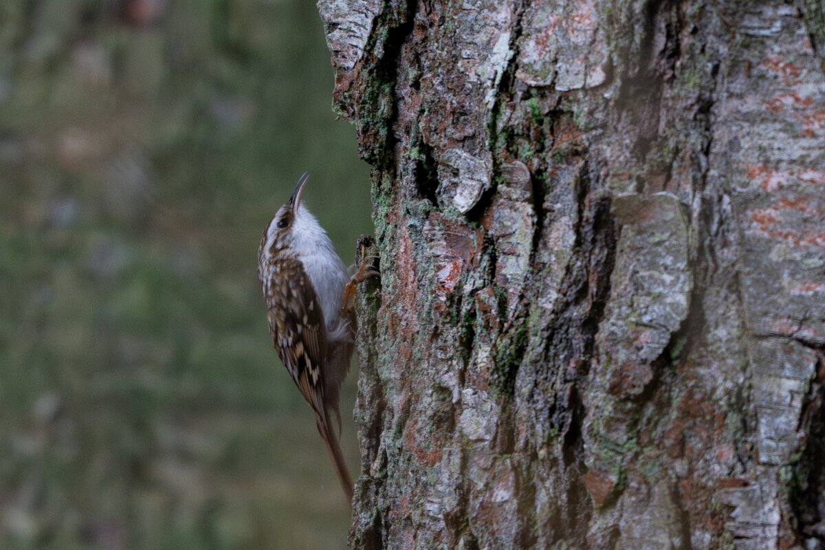 DP Wildlife Photography - Latvia - Eurasian treecreeper - B.jpg - Eurasian treecreeper - Gauja National Park