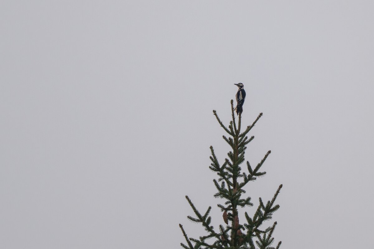 DP Wildlife Photography - Latvia - Great spotted woodpecker - C.jpg - Great spotted woodpecker - Gauja National Park