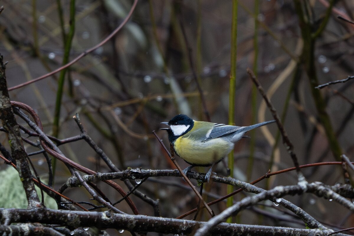 DP Wildlife Photography - Latvia - Great tit - A.jpg - Great tit - Gauja National Park