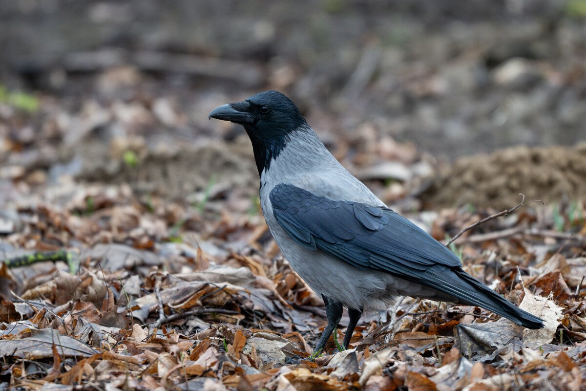 DP Wildlife Photography - Latvia - Hooded crow - D.jpg - Hooded crow - Juglas ezers, Riga