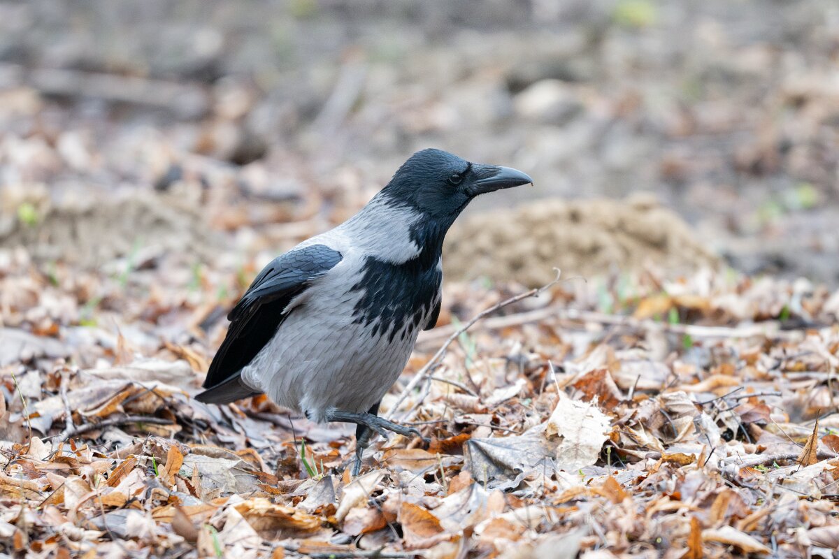DP Wildlife Photography - Latvia - Hooded crow - E.jpg - Hooded crow - Juglas ezers, Riga