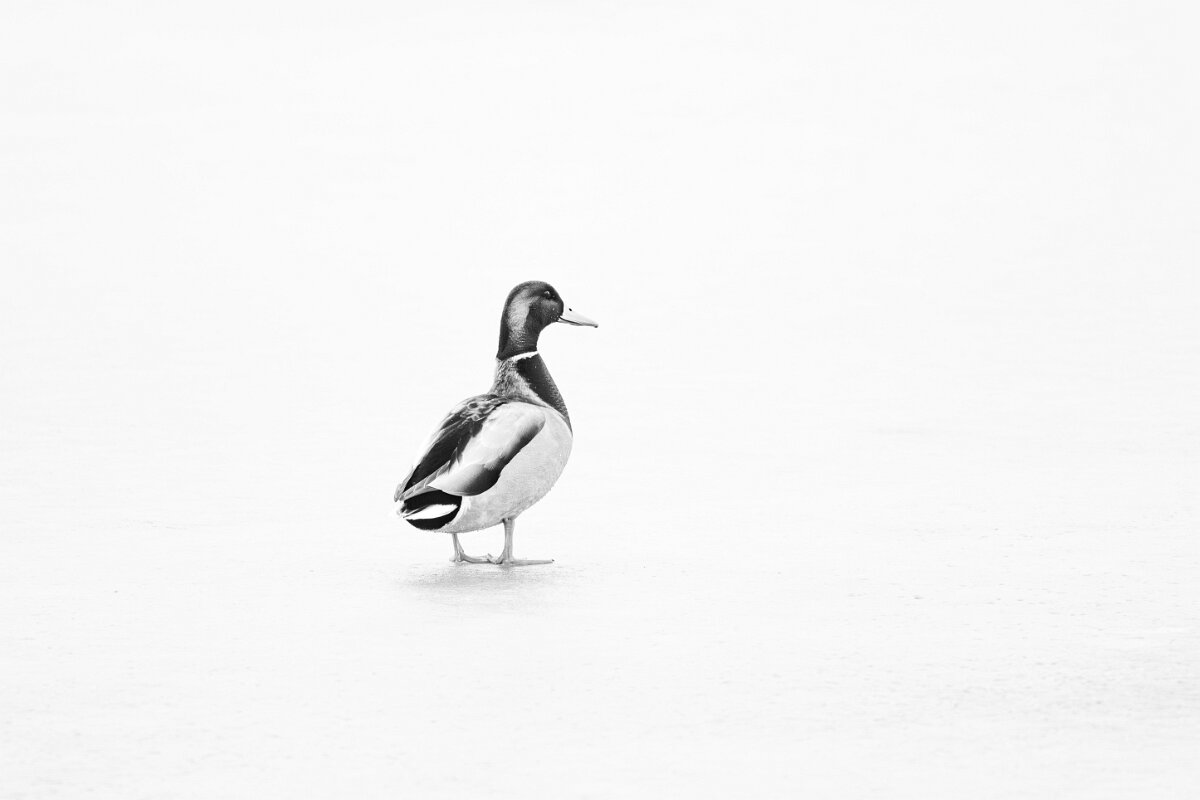 DP Wildlife Photography - Latvia - Mallard - B.jpg - Mallard, male B&W - Juglas ezers, Riga