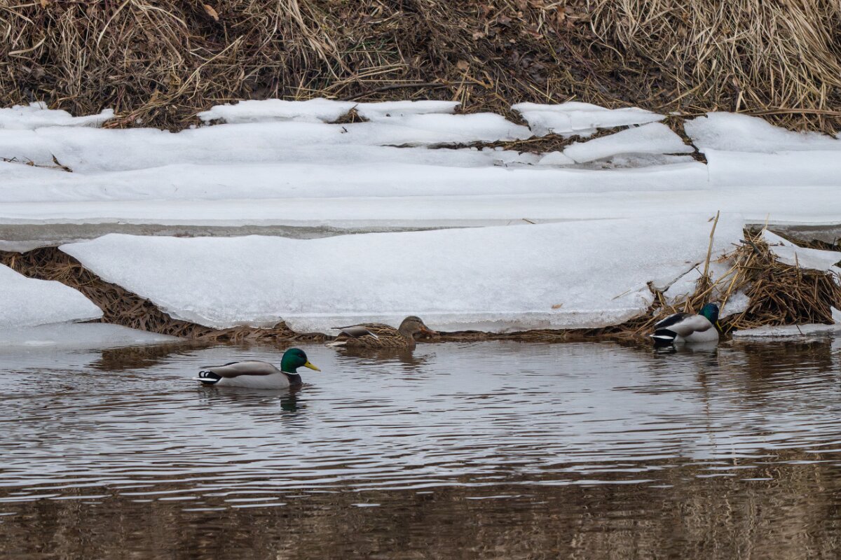 DP Wildlife Photography - Latvia - Mallard - H.jpg - Mallard, pair - Gauja National Park
