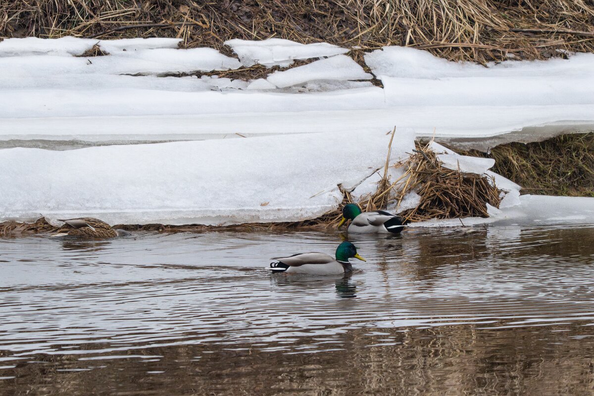 DP Wildlife Photography - Latvia - Mallard - I.jpg - Mallard, trio - Gauja National Park