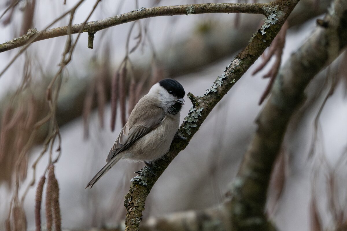 DP Wildlife Photography - Latvia - Marsh tit - B.jpg - Marsh tit - Gauja National Park