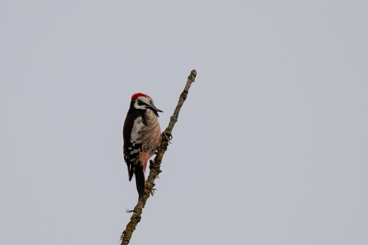 DP Wildlife Photography - Latvia - Middle spotted woodpecker - A.jpg - Middle spotted woodpecker - Ķemeri National Park