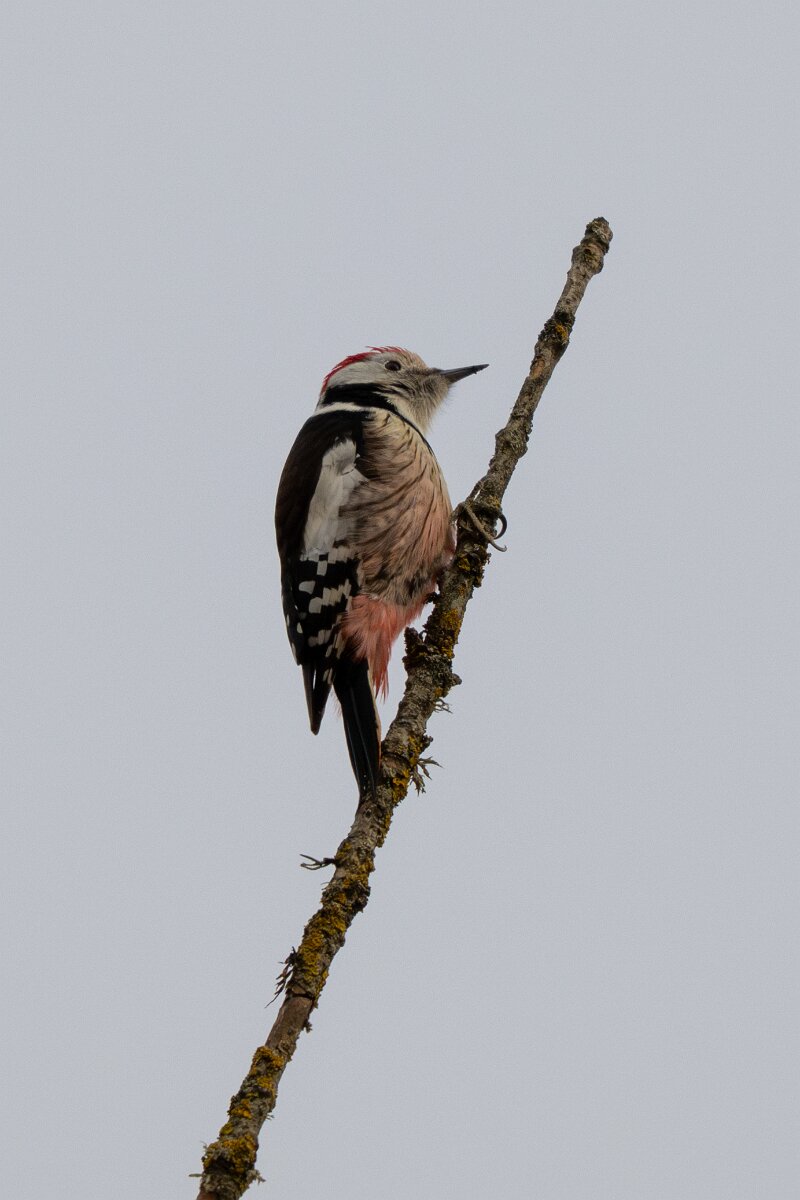 DP Wildlife Photography - Latvia - Middle spotted woodpecker - B.jpg - Middle spotted woodpecker - Ķemeri National Park