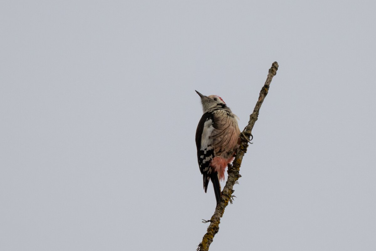 DP Wildlife Photography - Latvia - Middle spotted woodpecker - C.jpg - Middle spotted woodpecker - Ķemeri National Park