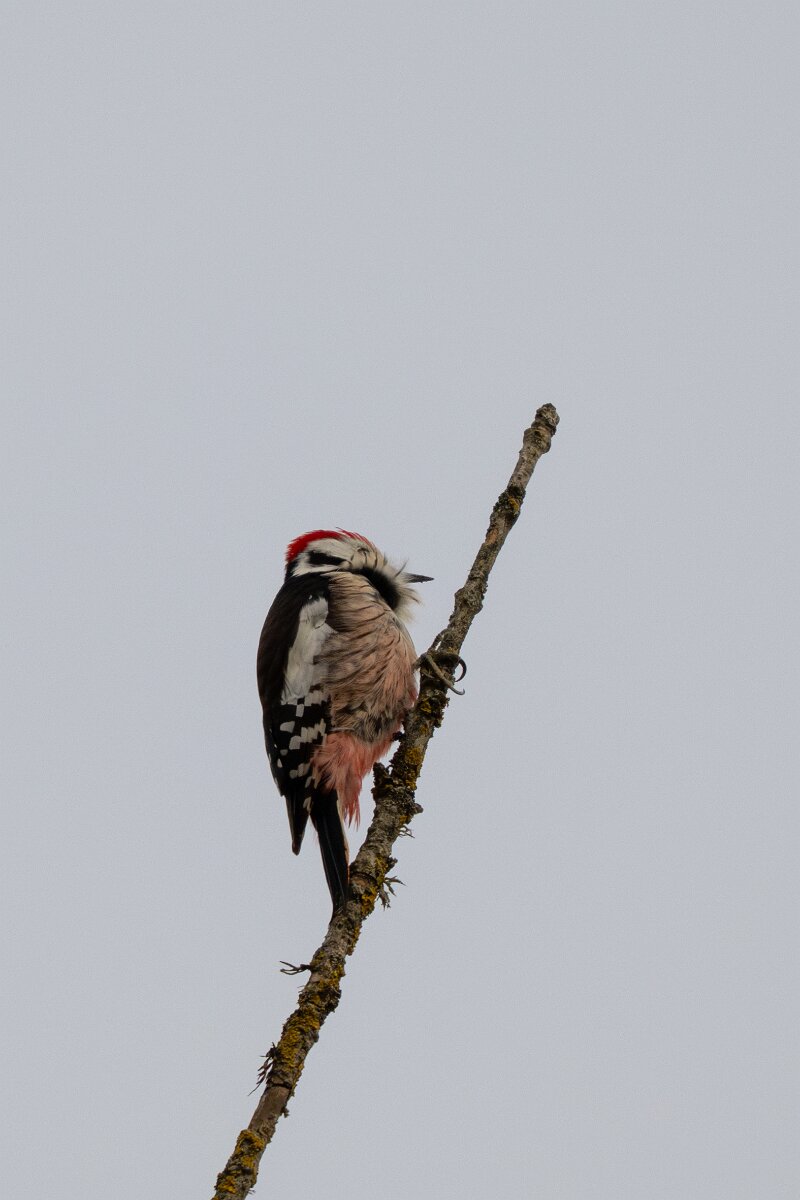 DP Wildlife Photography - Latvia - Middle spotted woodpecker - D.jpg - Middle spotted woodpecker - Ķemeri National Park