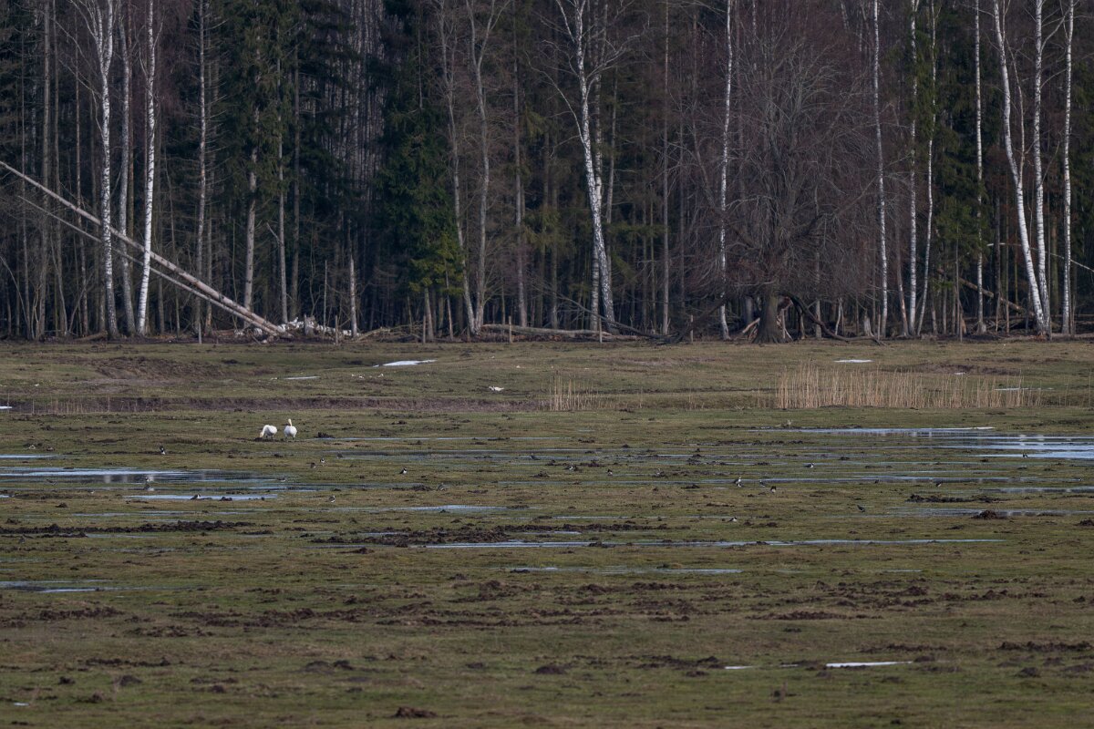 DP Wildlife Photography - Latvia - Northern lapwing - B.jpg - Northern lapwing - Ķemeri National Park