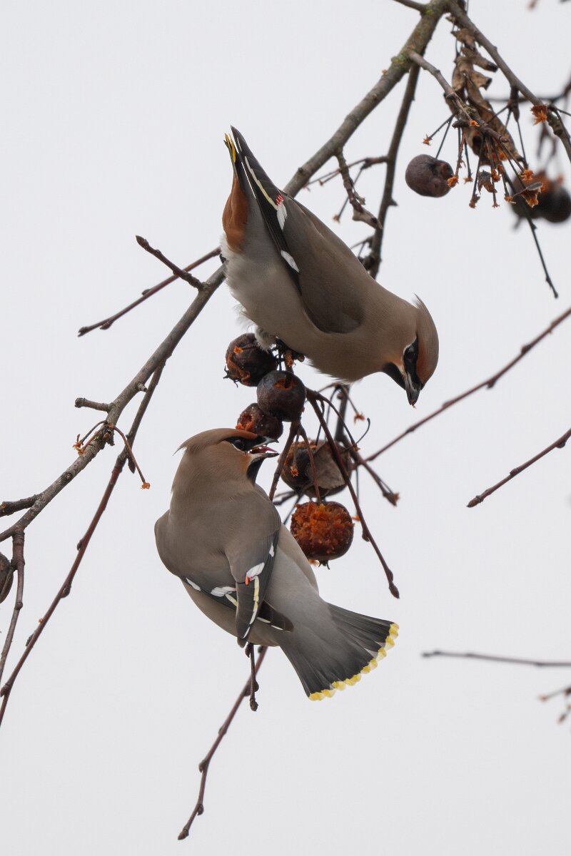 DP Wildlife Photography - Latvia - Waxwing - A.jpg - Waxwing - Kārļi, Cēsis