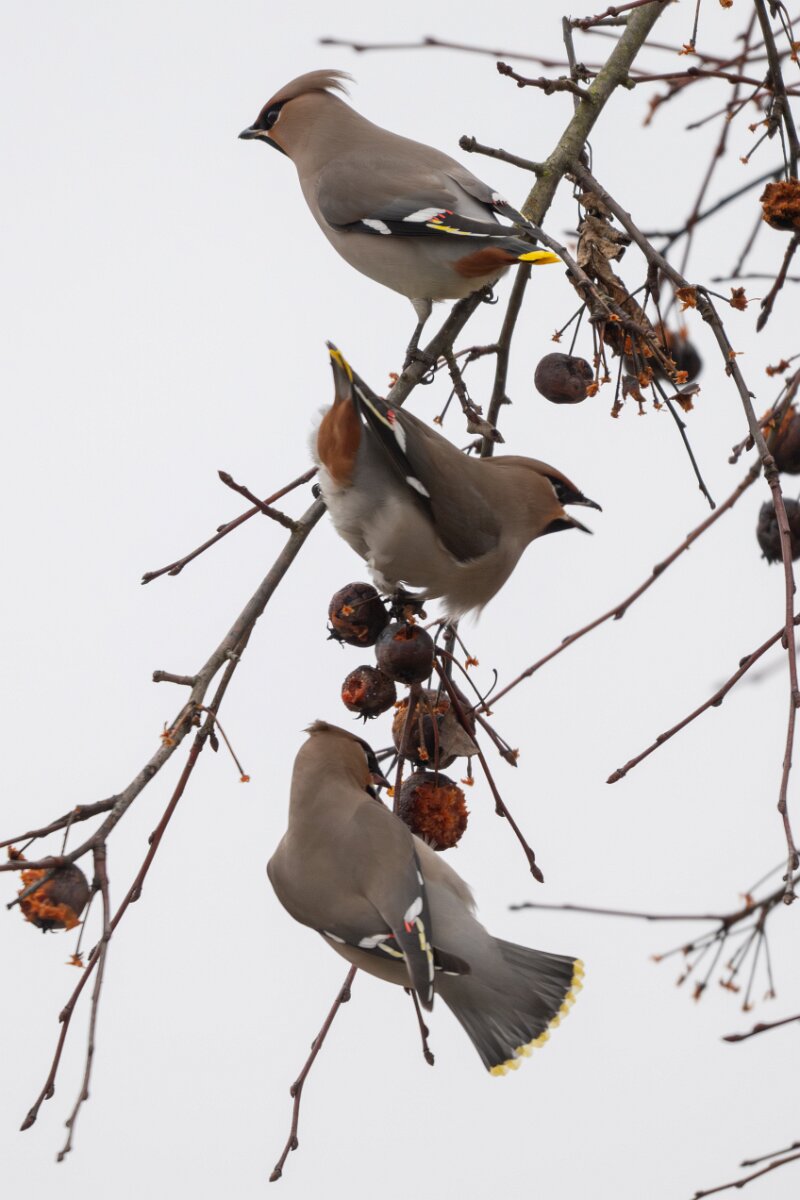DP Wildlife Photography - Latvia - Waxwing - B.jpg - Waxwing - Kārļi, Cēsis