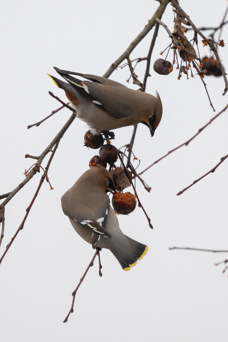 DP Wildlife Photography - Latvia - Waxwing - E.jpg - Waxwing - Kārļi, Cēsis