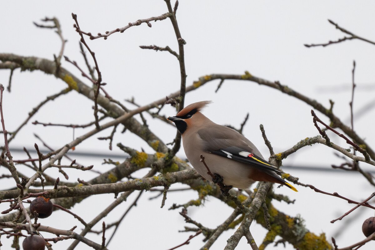 DP Wildlife Photography - Latvia - Waxwing - G.jpg - Waxwing - Kārļi, Cēsis