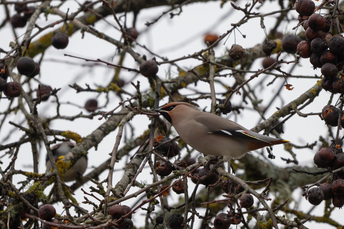 DP Wildlife Photography - Latvia - Waxwing - K.jpg - Waxwing - Kārļi, Cēsis