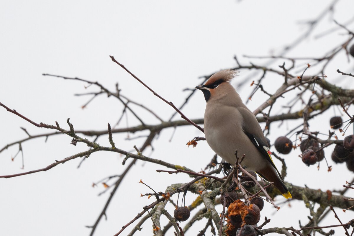 DP Wildlife Photography - Latvia - Waxwing - P.jpg - Waxwing - Kārļi, Cēsis
