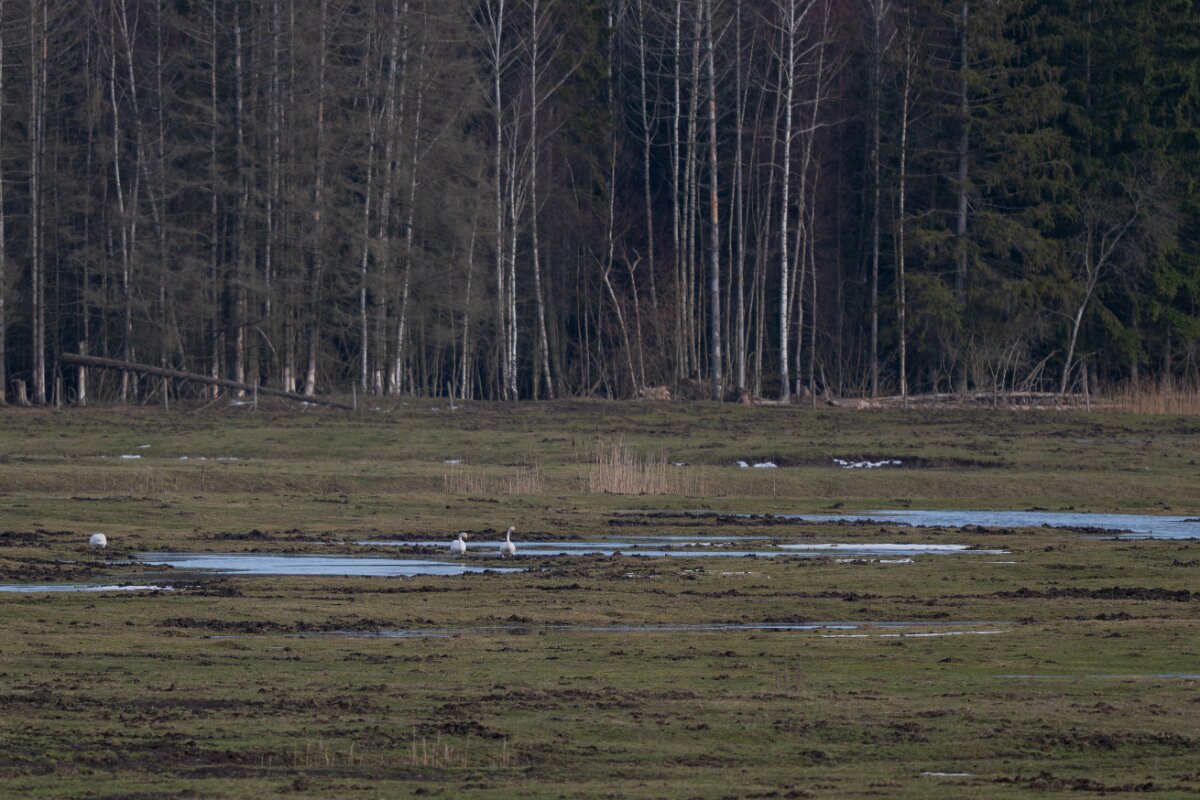 DP Wildlife Photography - Latvia - Whooper swan - A.jpg - Whooper swan - Ķemeri National Park