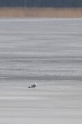 Common gull