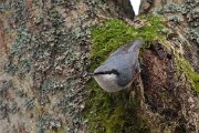 Eurasian nuthatch