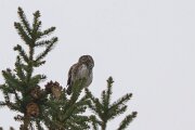Eurasian pygmy owl