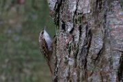 Eurasian treecreeper