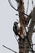 Great spotted woodpecker