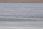 Herring gull