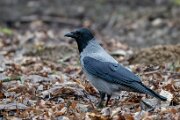 Hooded crow