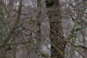 Long-tailed tit