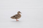 Mallard