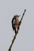 Middle spotted woodpecker