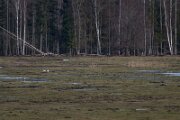 Northern lapwing