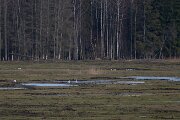Whooper swan