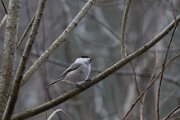 Willow tit