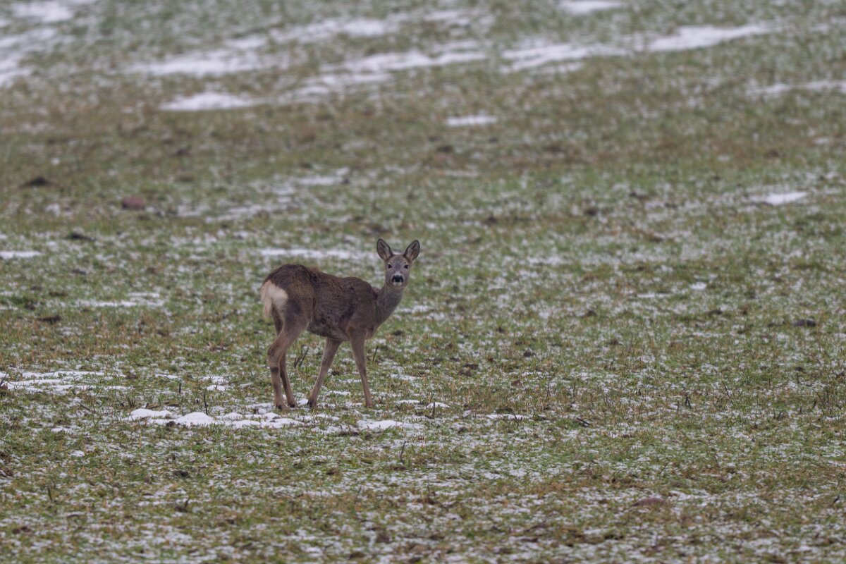 DP Wildlife Photography - Latvia - Roe deer - C.jpg - Roe deer - Gauja National Park