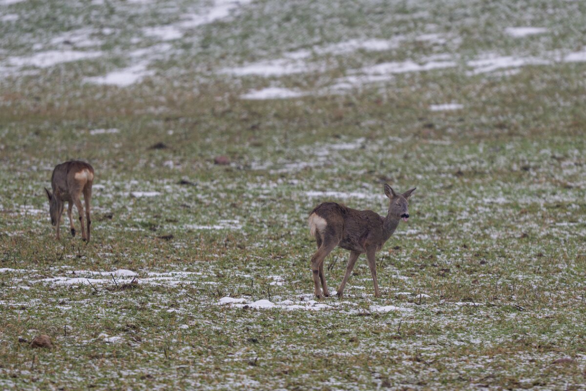 DP Wildlife Photography - Latvia - Roe deer - D.jpg - Roe deer - Gauja National Park