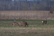 Mammals