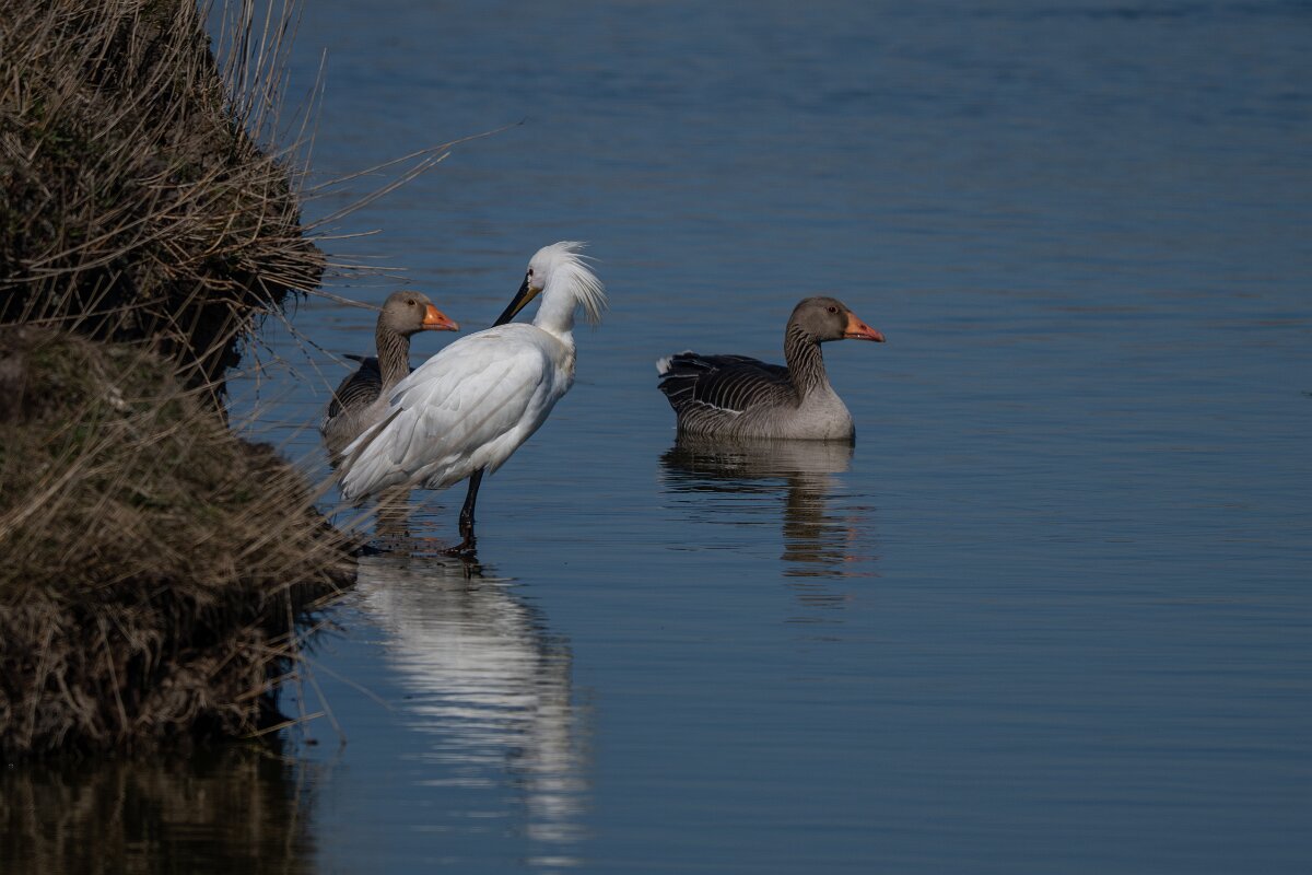 DP Wildlife Photography - Netherlands - Eurasian spoonbill - A.jpg - Eurasian spoonbill - Texel