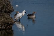 DP Wildlife Photography - Netherlands - Eurasian spoonbill - B