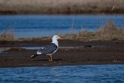 DP Wildlife Photography - Netherlands - Lesser black-backed gull - A