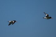 DP Wildlife Photography - Netherlands - Oystercatcher - A