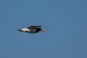 DP Wildlife Photography - Netherlands - Oystercatcher - B