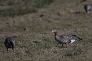 DP Wildlife Photography - Netherlands - White-fronted goose - C