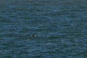 DP Wildlife Photography - Netherlands - Spectacled eider - C