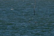 DP Wildlife Photography - Netherlands - Spectacled eider - D