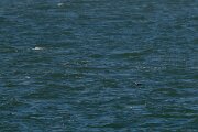 DP Wildlife Photography - Netherlands - Spectacled eider - E